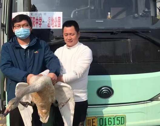 鄱陽長運:?救助國家二級保護(hù)動物——天鵝